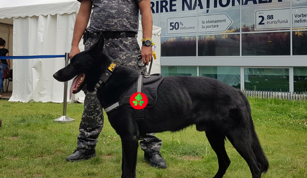 Câinele Pătrunjel, care simte pătrunjelul de la 3 kilometri, va fi declarat Polițistul Anului!