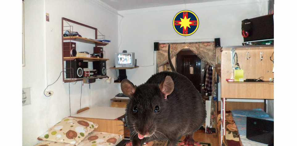 Un șobolan din Regie a dat șpagă ca să nu-i fie aduși teleormăneni în cameră, că ăștia nu au nimic de mâncare!