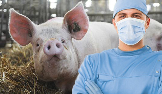  Un chirurg refuză să-și taie porcul până când acesta nu îi dă șpagă!