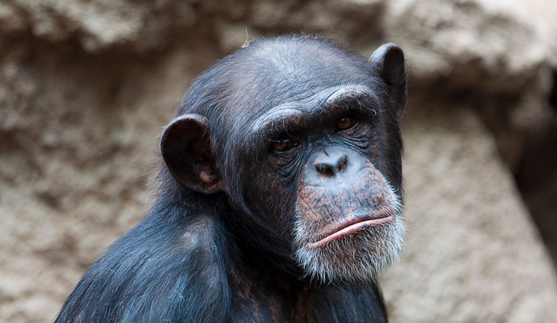 Cimpanzeul de la Zoo Băneasa a intrat în depresie după ce Dragnea l-a sărit și ultima remaniere