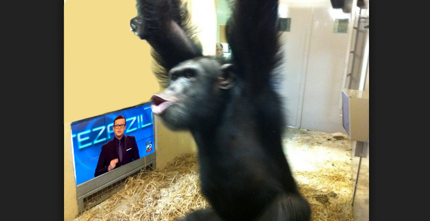 Un cimpanzeu care s-a uitat la Antena3 s-a tâmpit brusc, pierzându-și capacitatea de a folosi unelte!