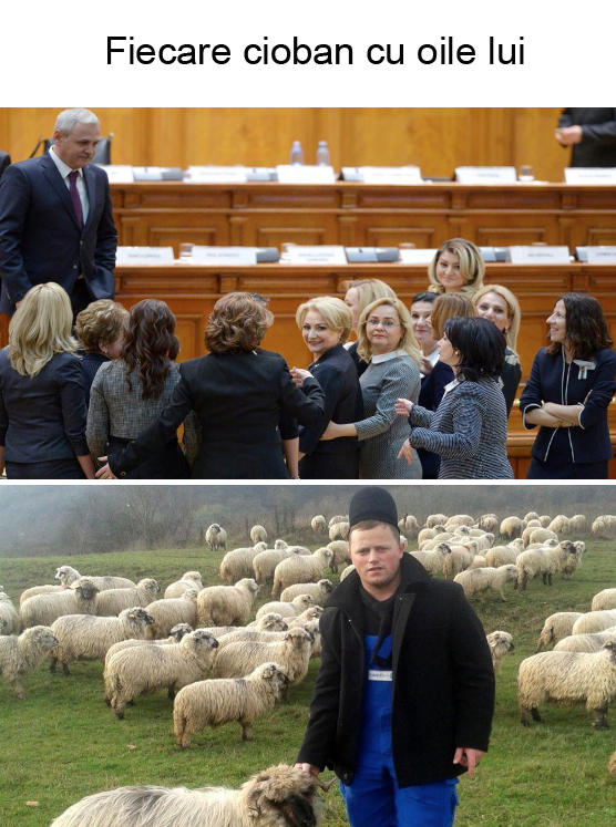 Fiecare cioban cu oile lui