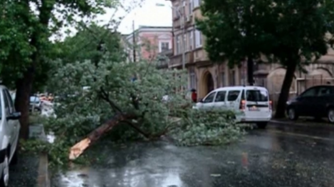 UDMR a revendicat cei 24 de copaci doborâți de furtuna din București!
