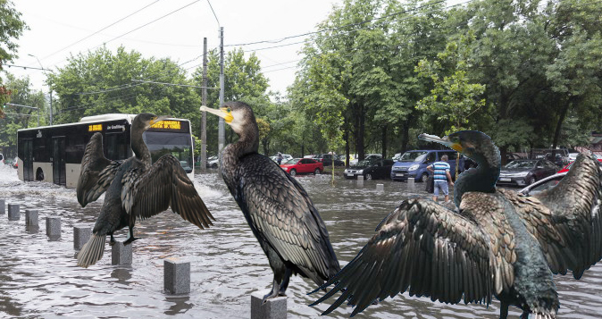 Dezastru în București la inundații: au apărut cormoranii!