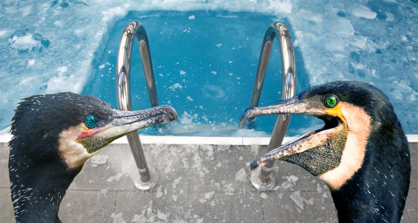 Cormoranii protestează că le-a înghețat apa din piscine!