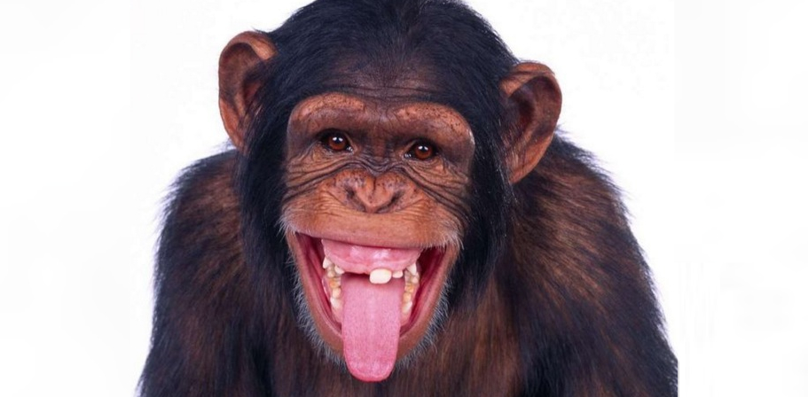 O maimuță de la Zoo Videle a început să se creadă membru în Guvernul României!