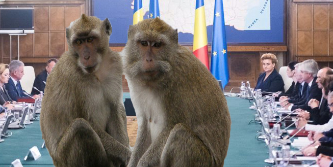 Maimuțele lui Nuțu Cămătaru vor conduce Guvernul cât va fi Veorica plecată în America!
