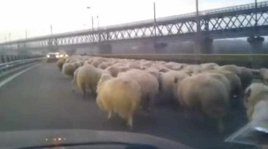 România va construi autostrăzi cu bandă specială pentru oi!