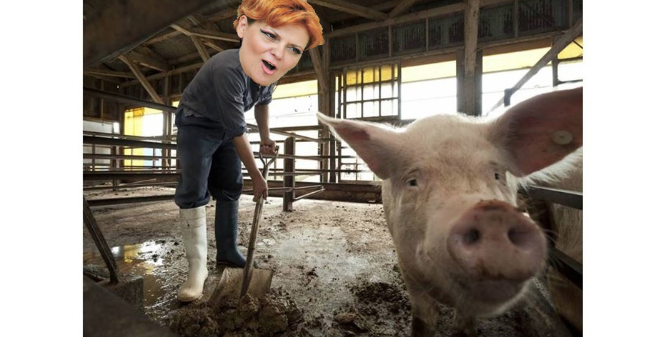 Olguța, angajată de Dragnea la ferma de porci ca să nu își iasă din mână până ajunge din nou ministră
