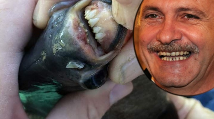 Peștii piranha descoperiți în Maramureș au dinții mai buni decât ai lui Dragnea!