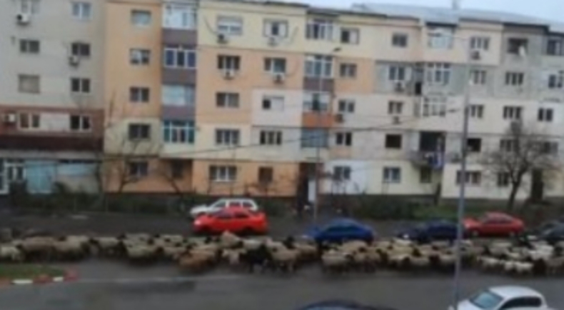 Turmă de oi filmată în centrul Alexandrei. S-au întors ministrele acasă!