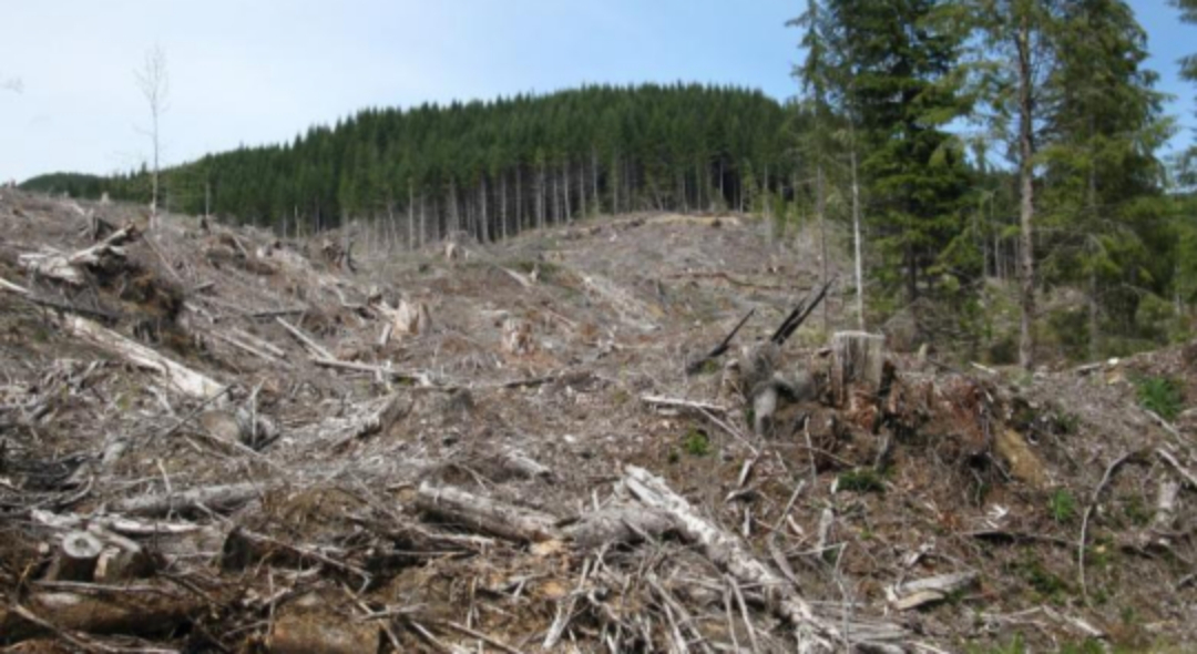 20 de hectare de pădure doborâte de Covid-19 la Suceava!