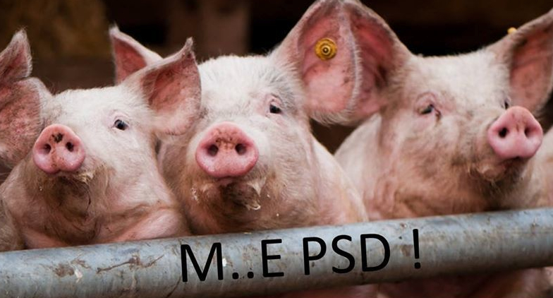 Revolte în mai multe ferme de porci împotriva lui Șerban Nicolae: "Ne face specia de râs!"