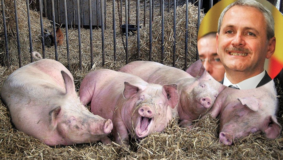 Porcii de la ferma lui Dragnea trăiesc mai bine decât 99% dintre teleormăneni!