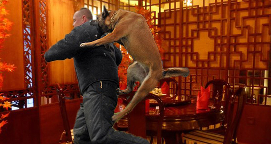 Restaurant chinezesc închis după ce puiul shanghai a atacat un inspector!