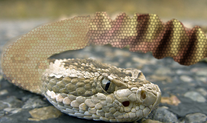 Șarpele cu clopoței de la Zoo s-a transformat în șarpe cu acordeon după ce a înghițit un manelist!