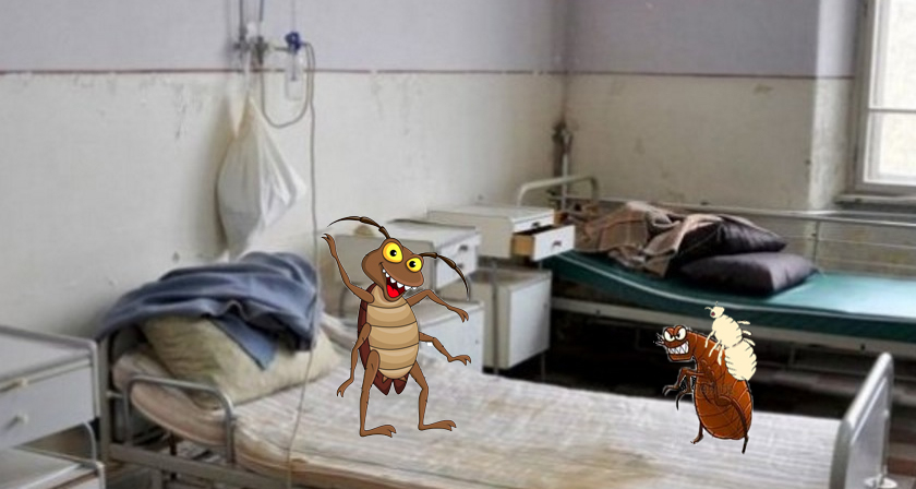 Scandal într-un spital din Ialomița: puricii au luat paduchi de la gândaci!
