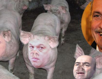 Țăranul tot țăran: Dragnea crește porci în Parlament!