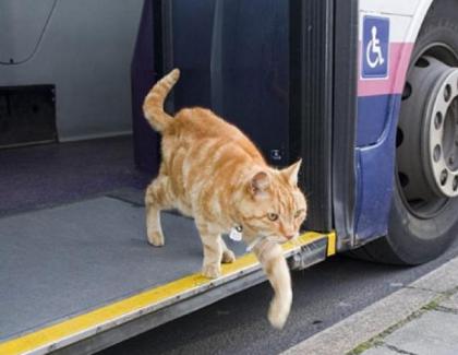 Pisica amendată că circula cu autobuzul susține că i-a mâncat câinele biletul!