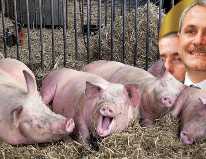 O poveste de succes: porcii de la ferma lui Dragnea traiesc mai bine decât 99% dintre teleormaneni