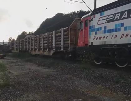 Tren cu 32 de vagoane pline cu pădure defrișată. Aici e casa urșilor care ies pe străzi după hrană!