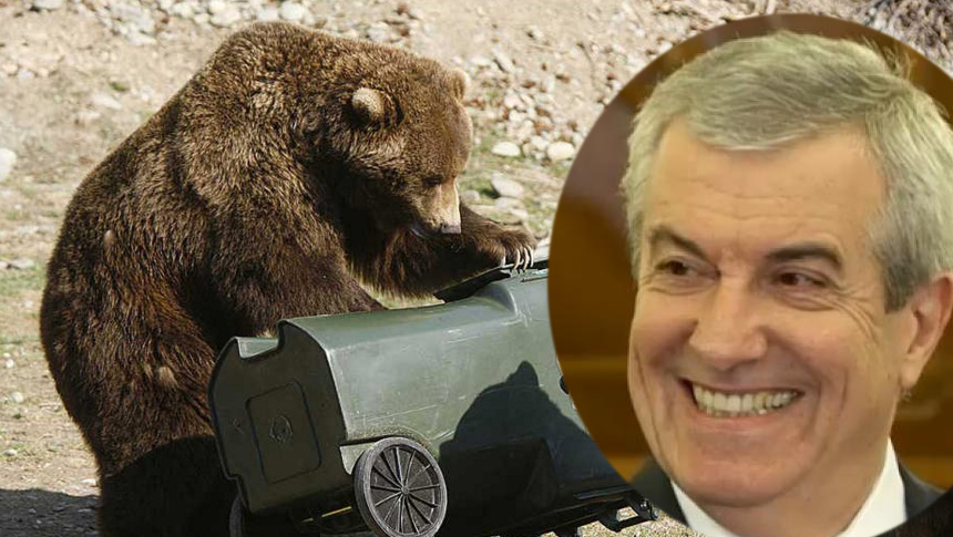 Brașov: Un urs era să-l mănânce pe Tăriceanu crezând că e gunoi!