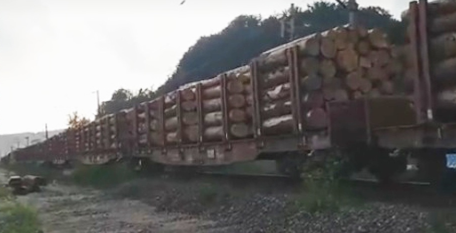 40 de vagoane cu pădure defrişată plecând din țară. Dacă le faceți cu mâna, peste 2-3 luni vă vor aduce pădurea înapoi. Sub formă de mobilă!