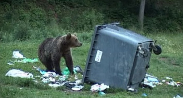 Sătui să vadă atâta sărăcie în jur, urşii din Braşov au plecat să caute în gunaiele din Spania!